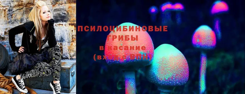 что такое   Георгиевск  Псилоцибиновые грибы Magic Shrooms 